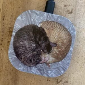 Recharge sans fil personnalisée